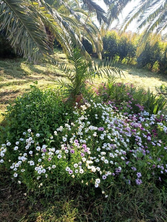 סקאלה קאלוניס Oasis Studios מראה חיצוני תמונה