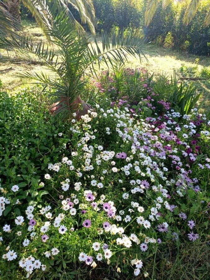 סקאלה קאלוניס Oasis Studios מראה חיצוני תמונה